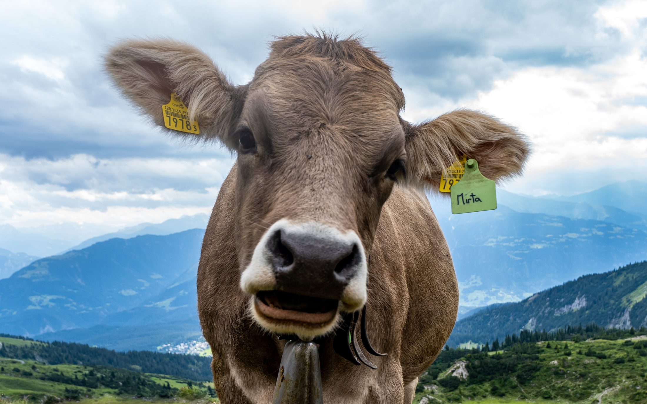 Cow on a mountain trail